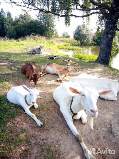 Козье молочко,творог,сыр,деревенские яички