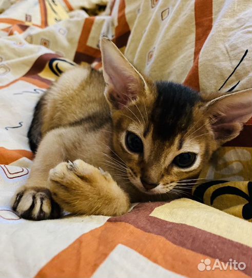 Абиссинские котята