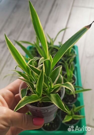 Хлорофитум