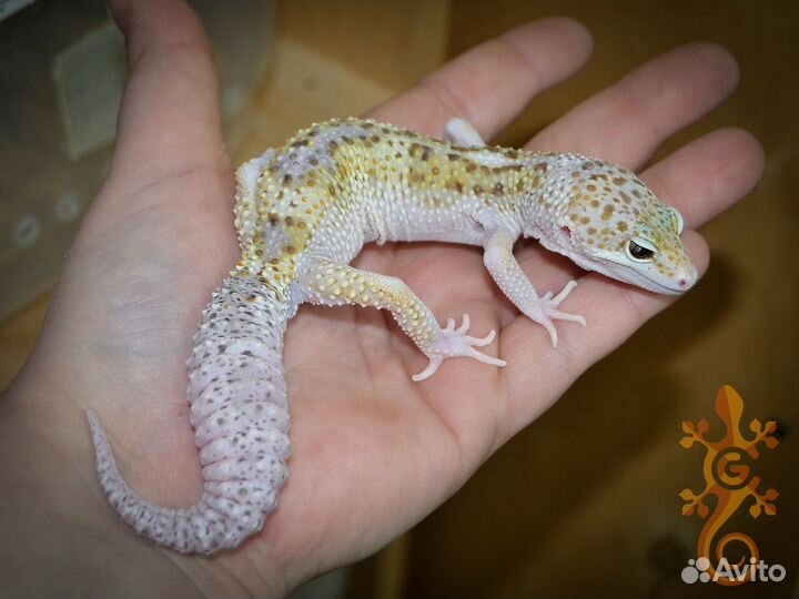 Пятнистый эублефар MS Patternless, Patternless