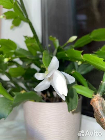 Сортовые фиалки