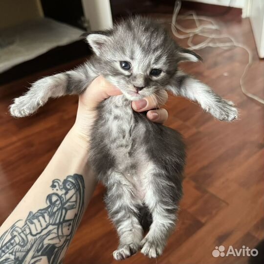 Мейн кун котята