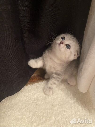 Шотландские котята клубные с документами и прививк