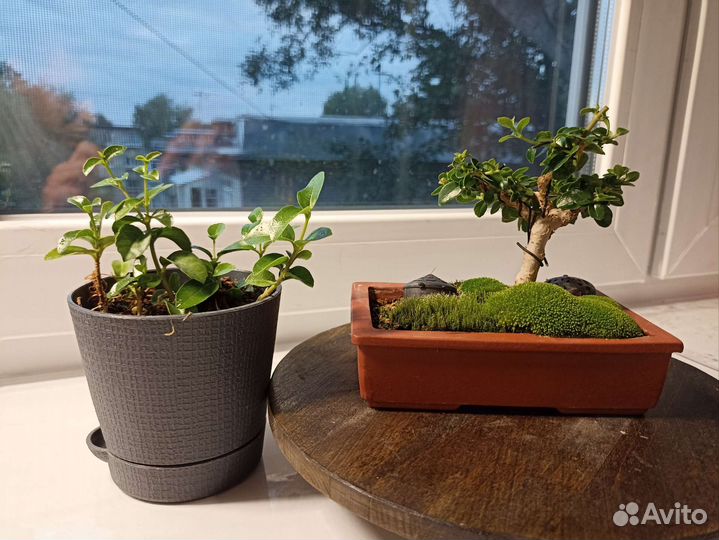 Вьетнамская шершавая премна