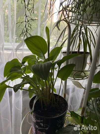 Комнатные цветы