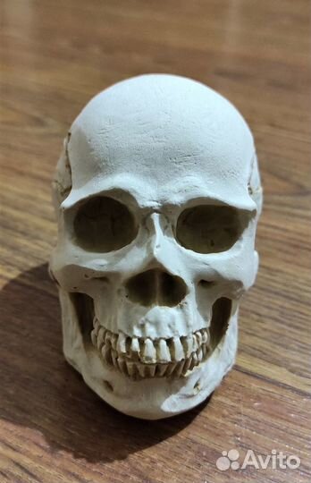 Череп из гипса (На заказ)