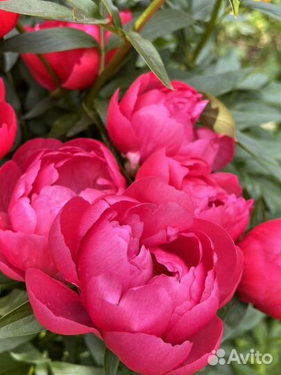 Пион Ellen Cowley