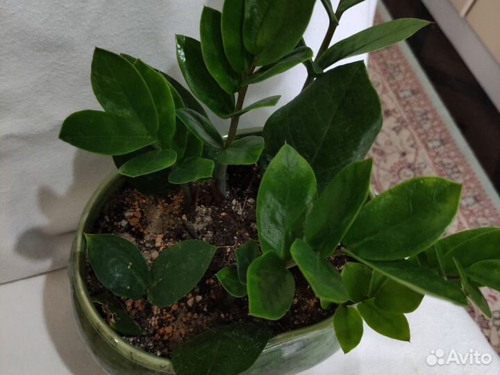 Замиокулькас