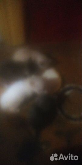 Отдам котят в хорошие руки