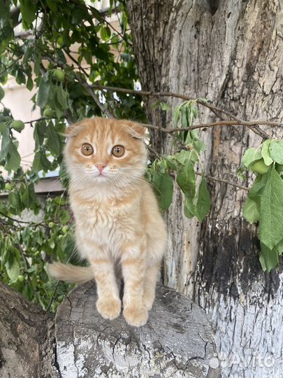 Шотландская