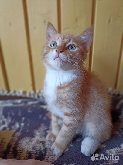 Котенок в добрые руки