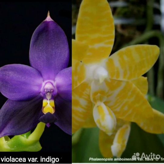 Фаленопсис