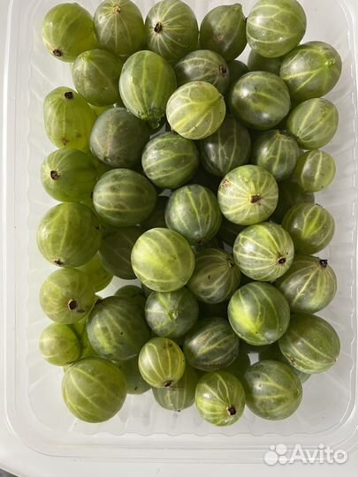 Саженцы крыжовника