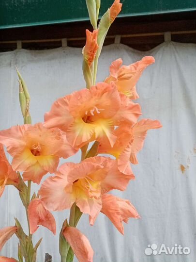 Гладиолусы луковицы