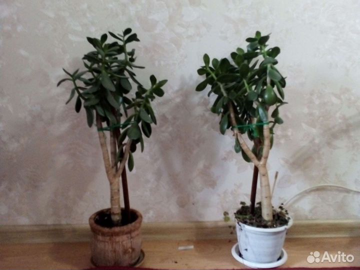 Крассула толстянка