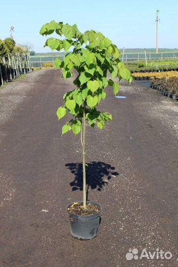 Саженцы березы, клена, липы, рябины