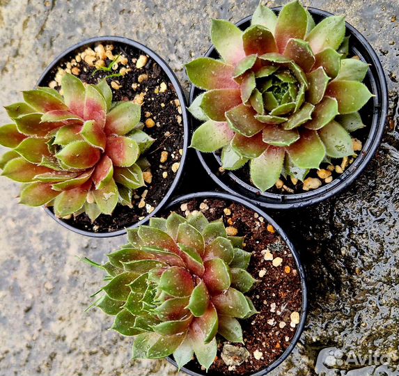 Суккуленты