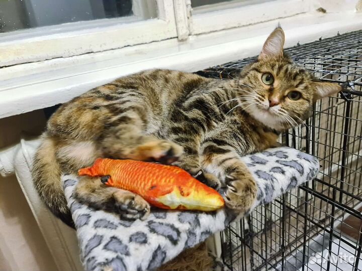 Красивейшая Мария в дар Надёжным людям