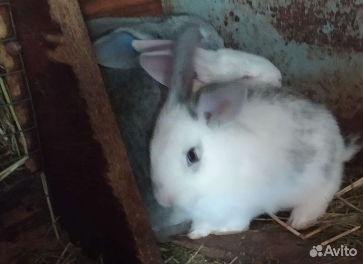 Крольчата