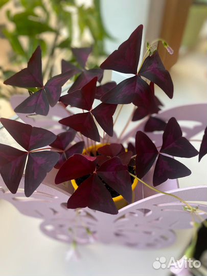 Кислица, оксалис