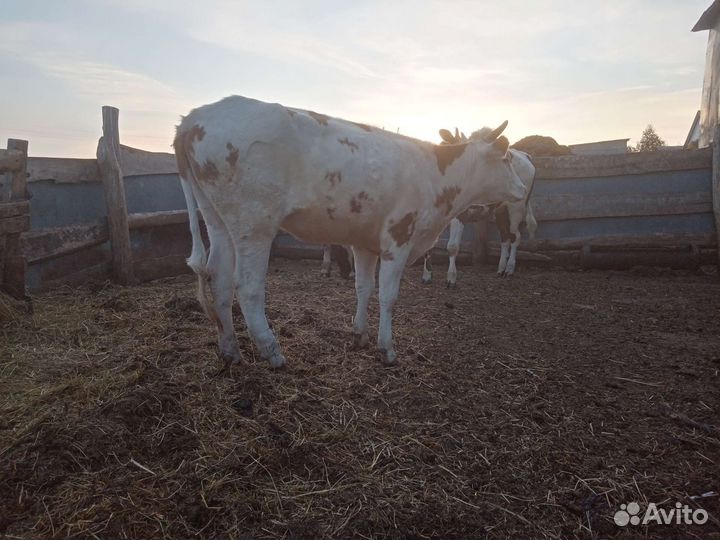 Корова телка