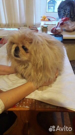 Стрижка собак, кошек