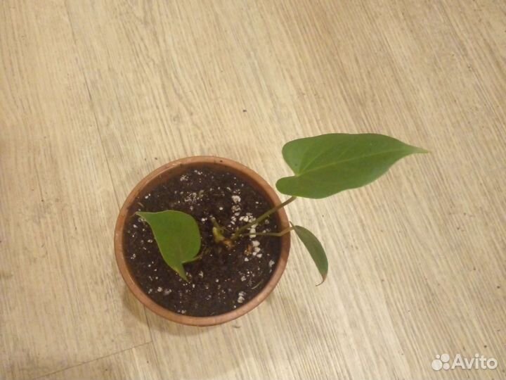 Антуриум андре