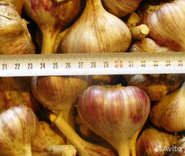 Чеснок озимый на посадку или для еды