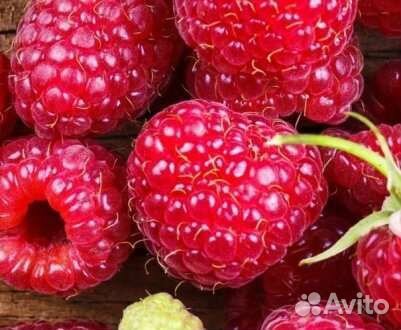 Малина сорт 