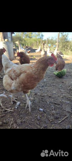 Куры несушки ломен браун, индо-утки,петухи