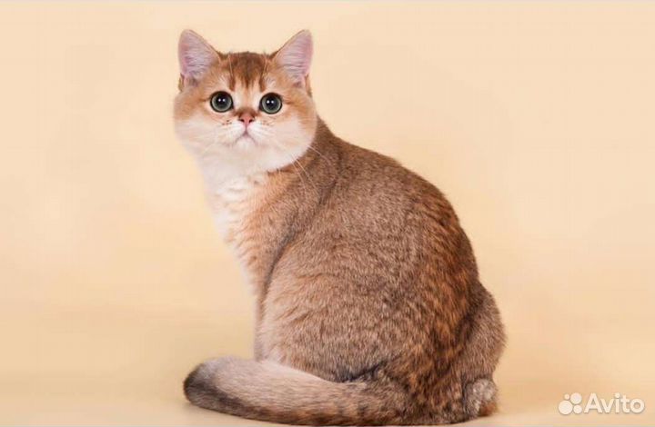 Британская кошка