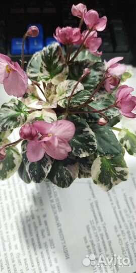 Фиалка, список