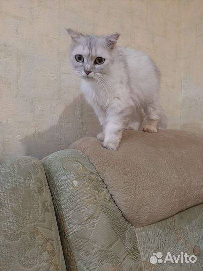 Кошка шотландка