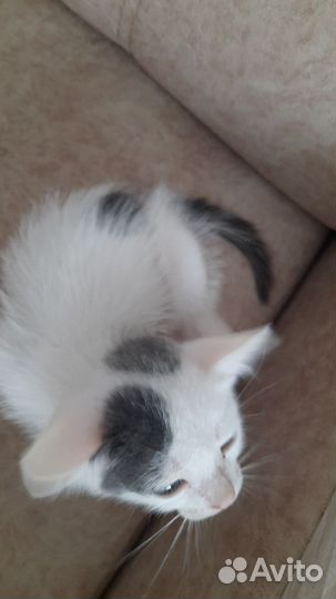 Котенок мальчик