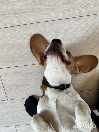 Вязка кобель бигль