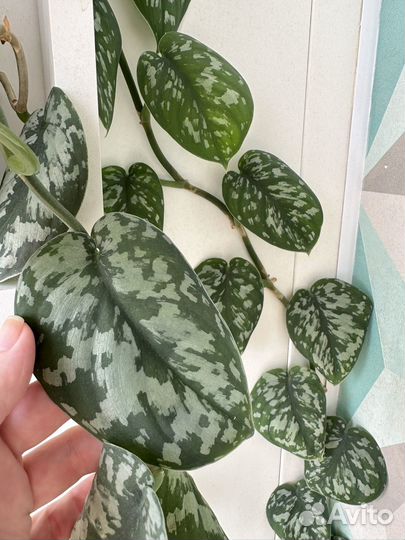 Сциндапсусы треби, жаде, пиктус, сильвер энн