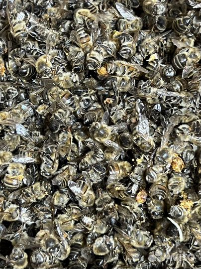 Пчелиный подмор