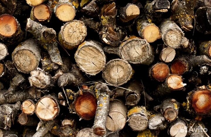 Дрова Береза