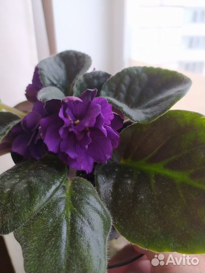 Фиалка Черный жемчуг
