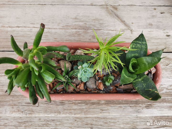 Суккуленты, мини-садик