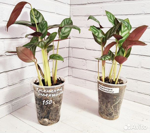 Комнатные растения