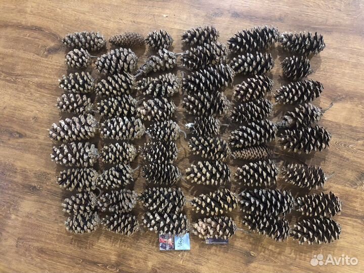 Шишки огромные