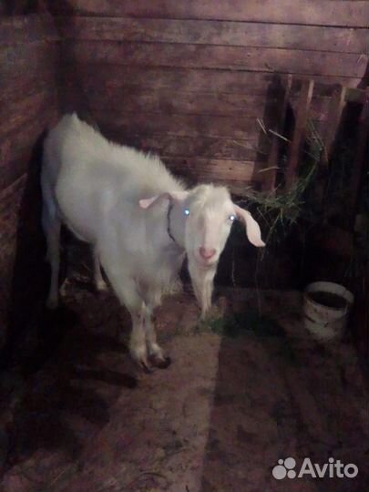 Зааненская дойная коза, альпийская, дойная коза