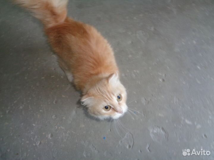 Молодая красивая кошечка ищет дом