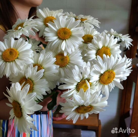 Ромашка гигант