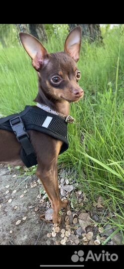 Вязка той-терьер мальчик