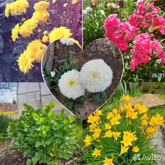 Многолетники садовые