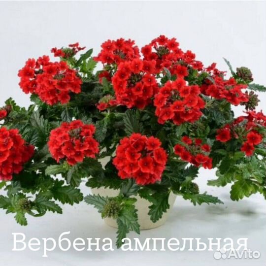 Рассада цветов