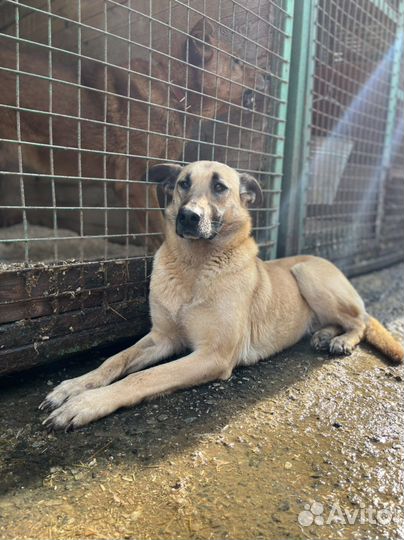 Собака Милая Лира из приюта