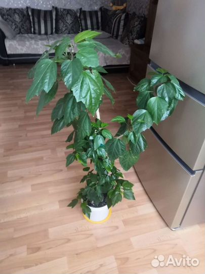 Китайская роза